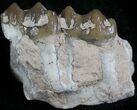 Oligocene Horse (Mesohippus) Jaw Section #25051-1
